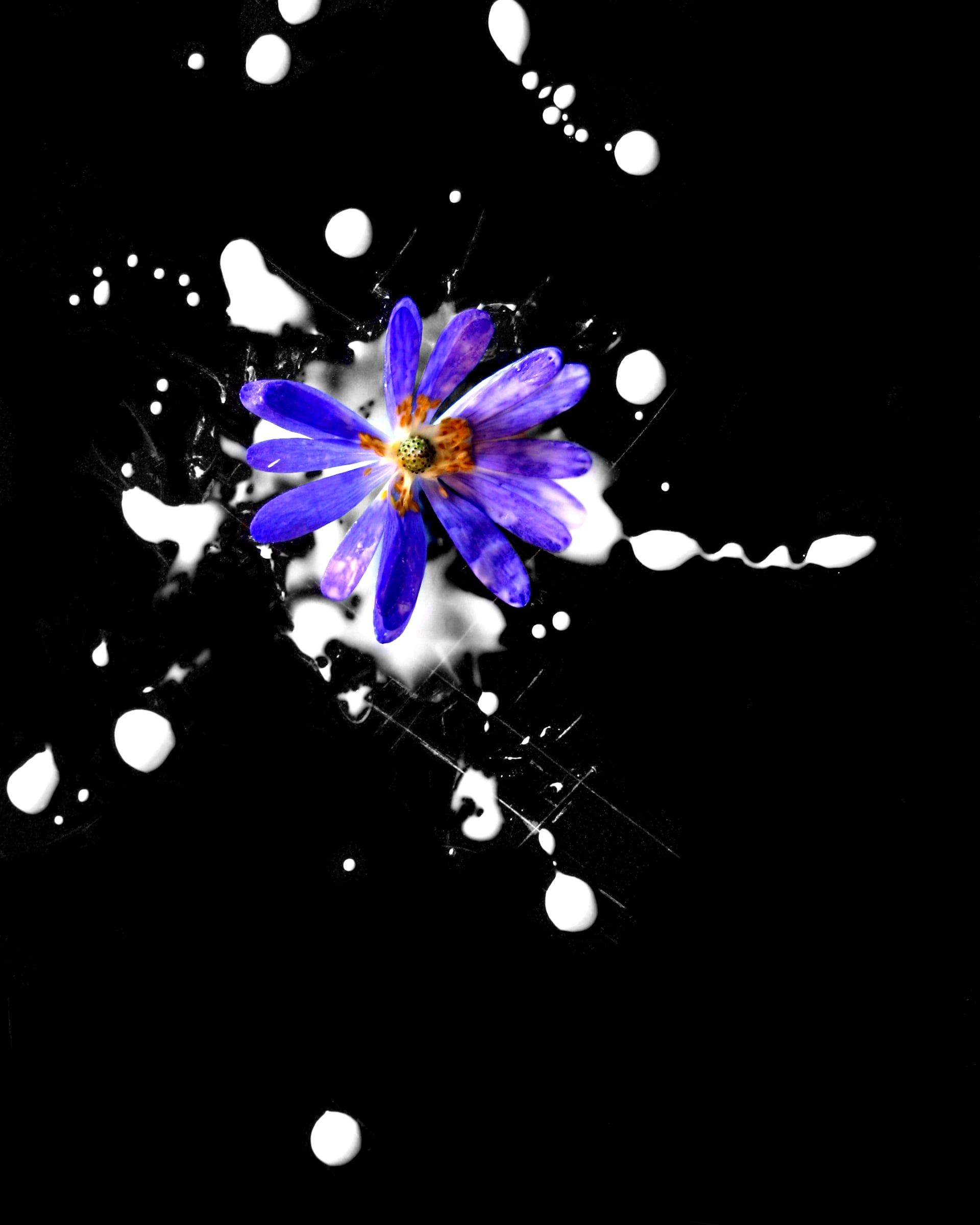 A violet daisy on black, ringed by splashes of white paint