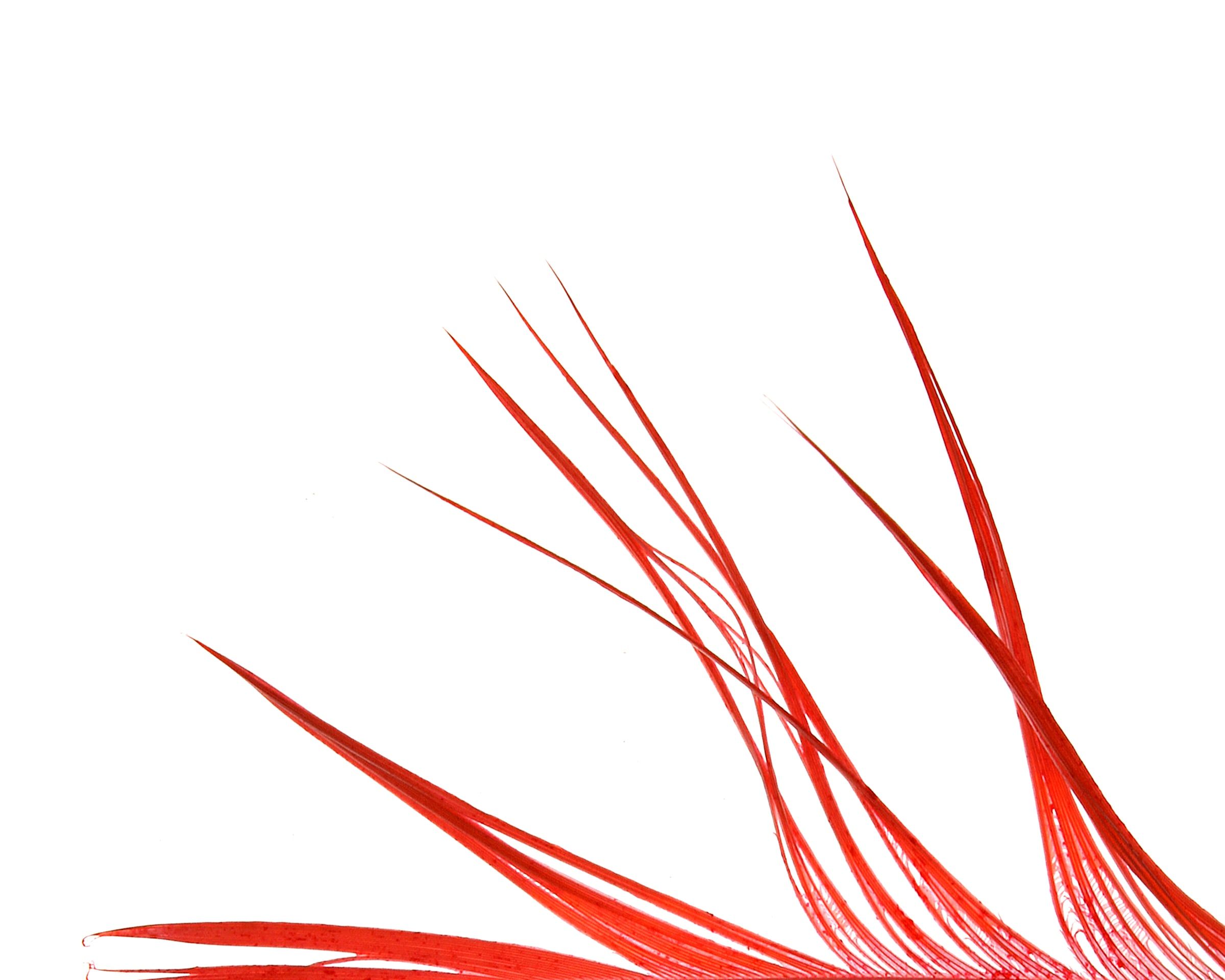 Fine red feather barbs sweeping up from the bottom of a white frame