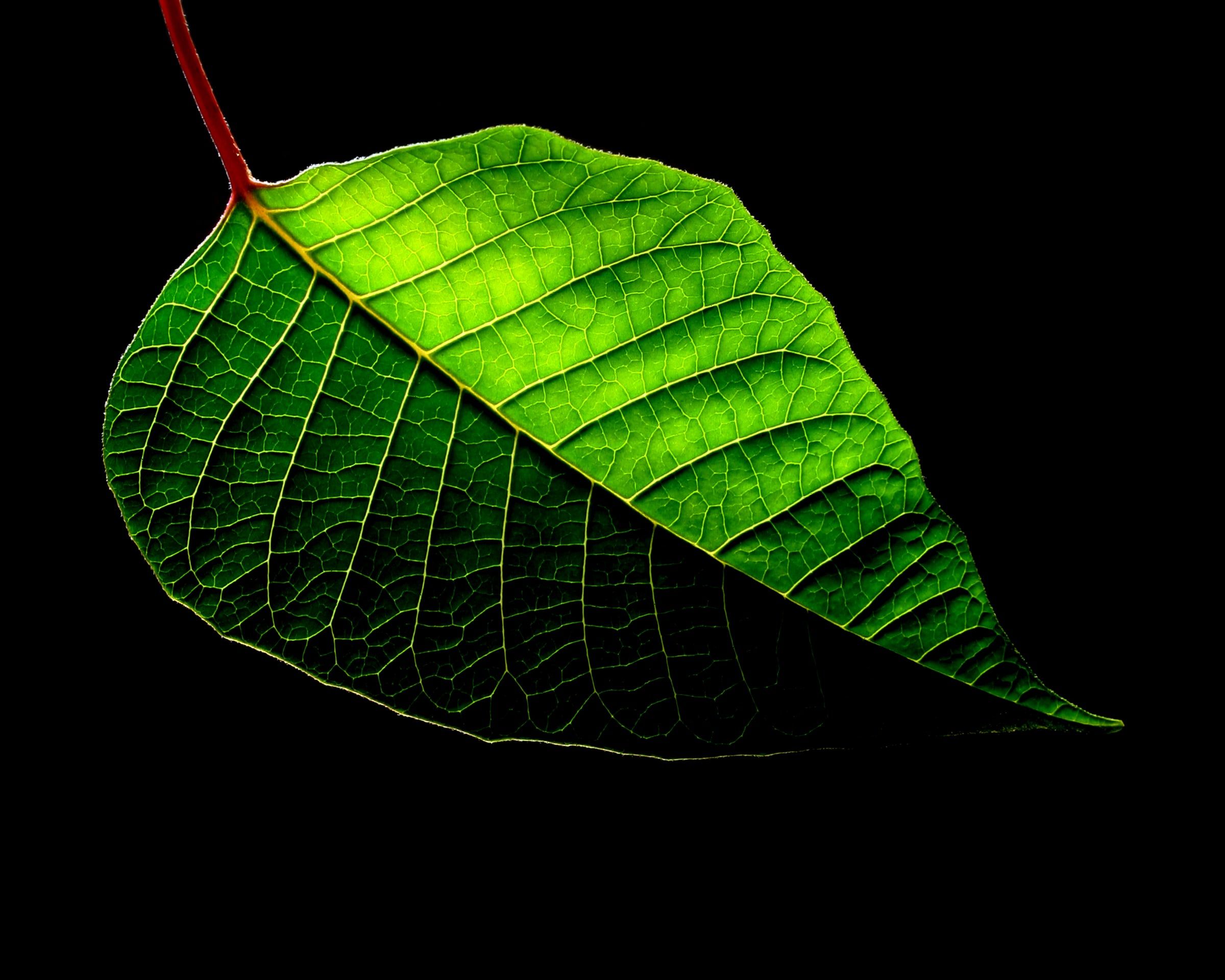 A backlit green leaf with a red stem on black