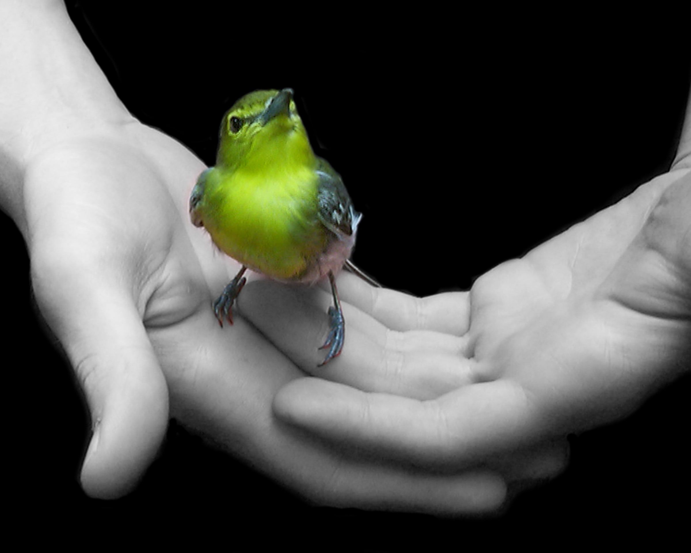 A yellow-green bird standing in cupped black-and-white hands