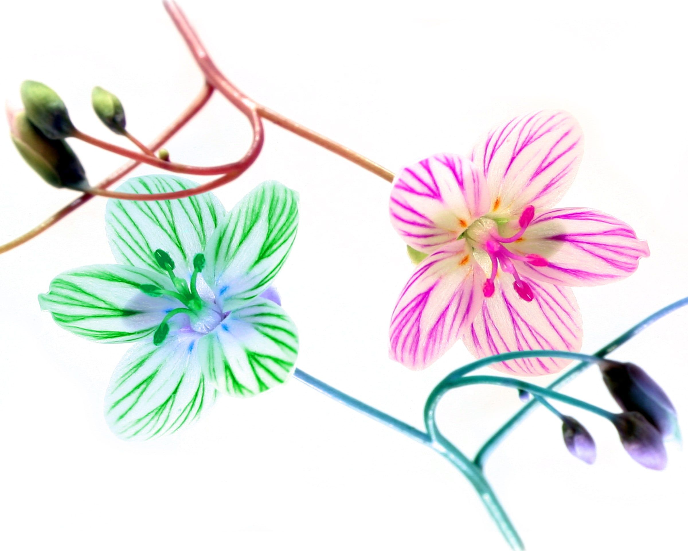 Two small flowers on white, one veined in green and one in magenta, on curling stems