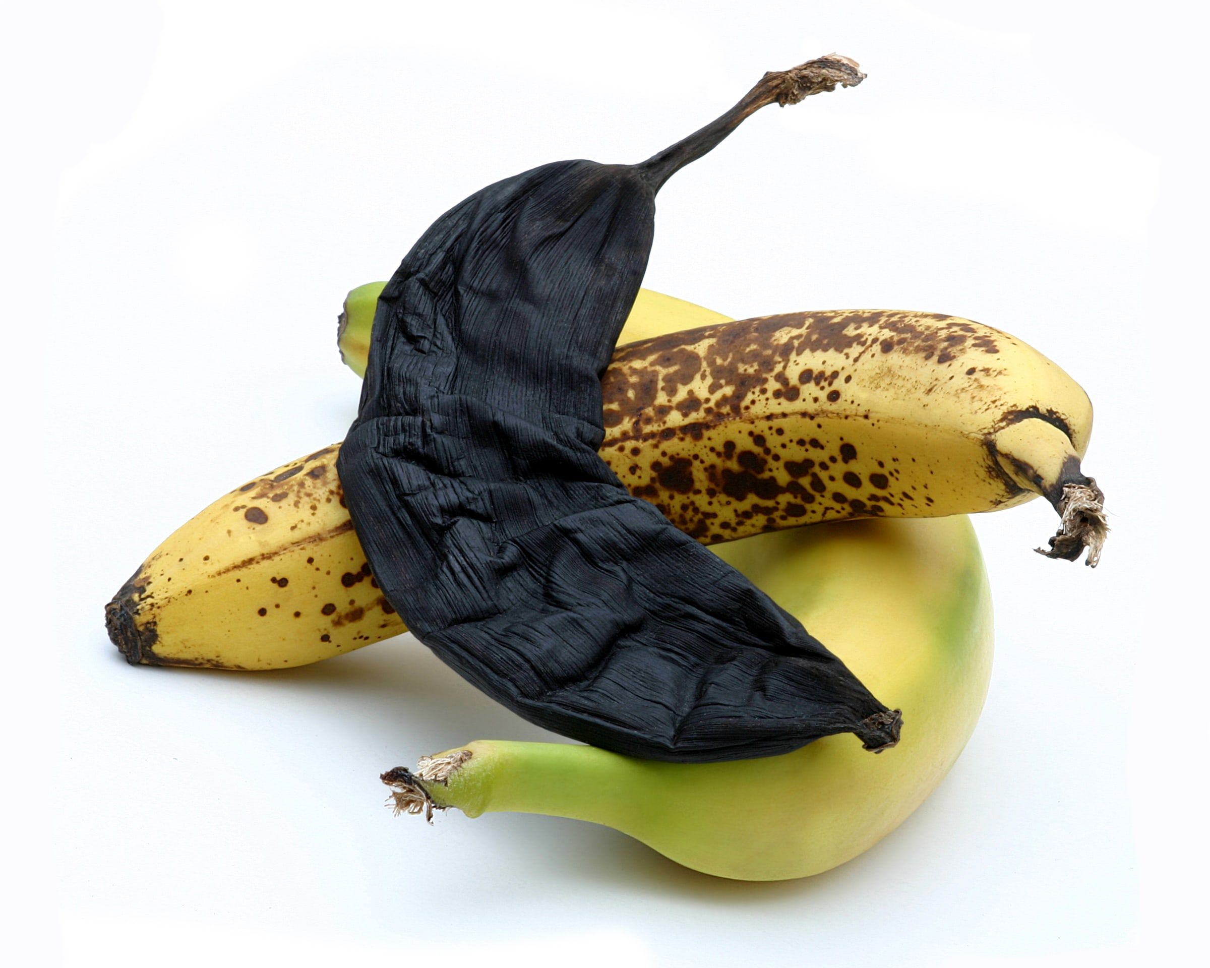 A black, shriveled banana peel draped over two ripening bananas on white